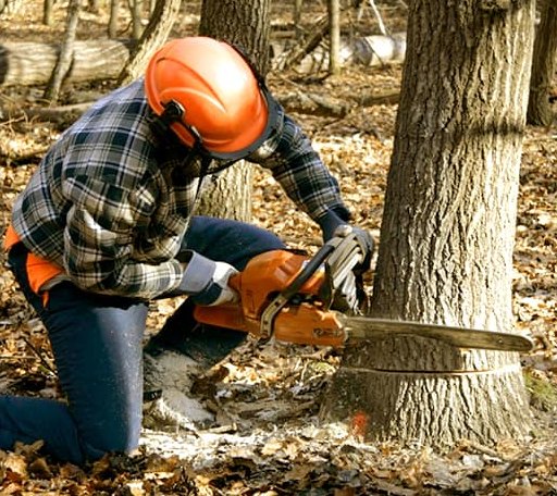Tree Removal in Goldsmith, TX